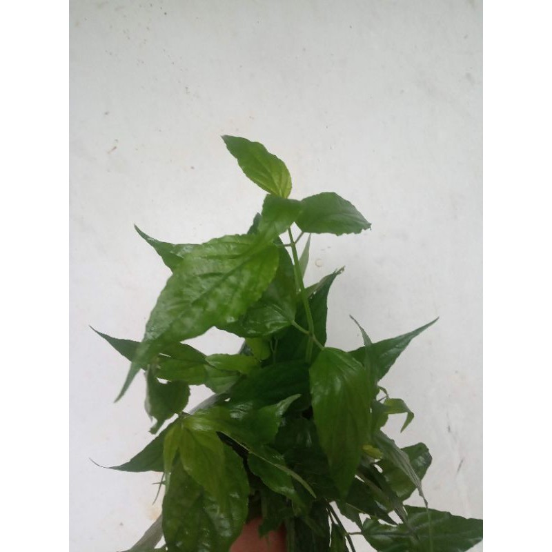 

daun belalay gajah atau kikalingsir 1000gr