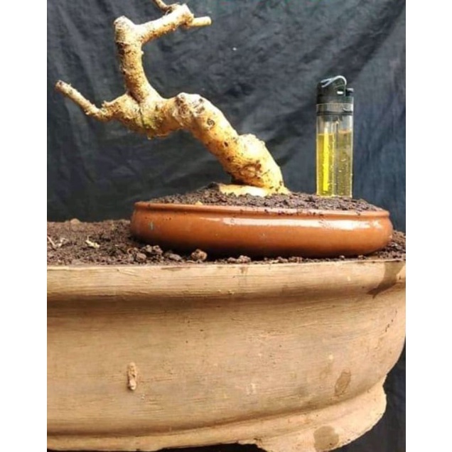 dongkelan serut bahan mame