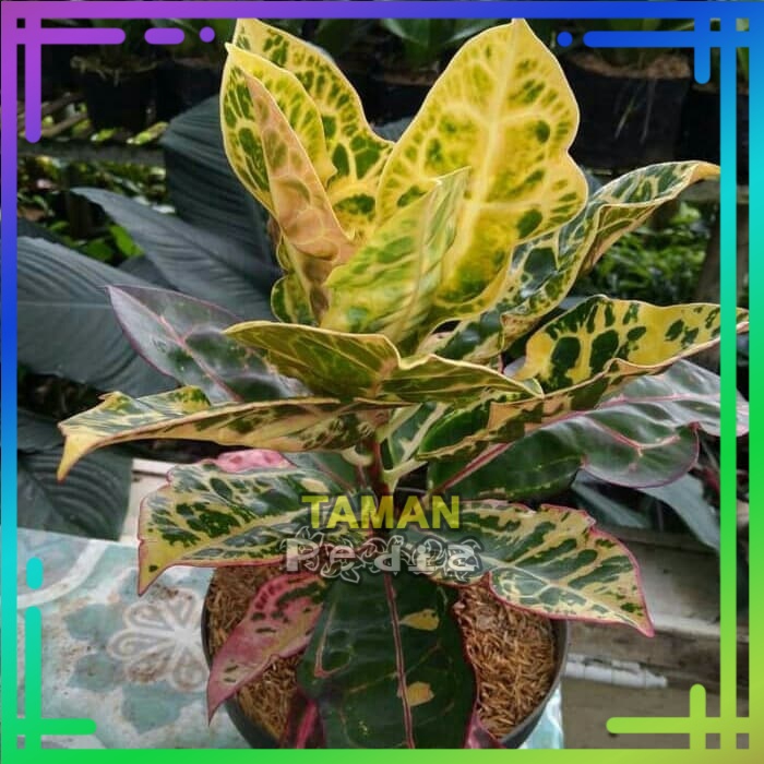 Tanaman Hias Puring Kura/ Bibit Tanaman Hias Puring Kura