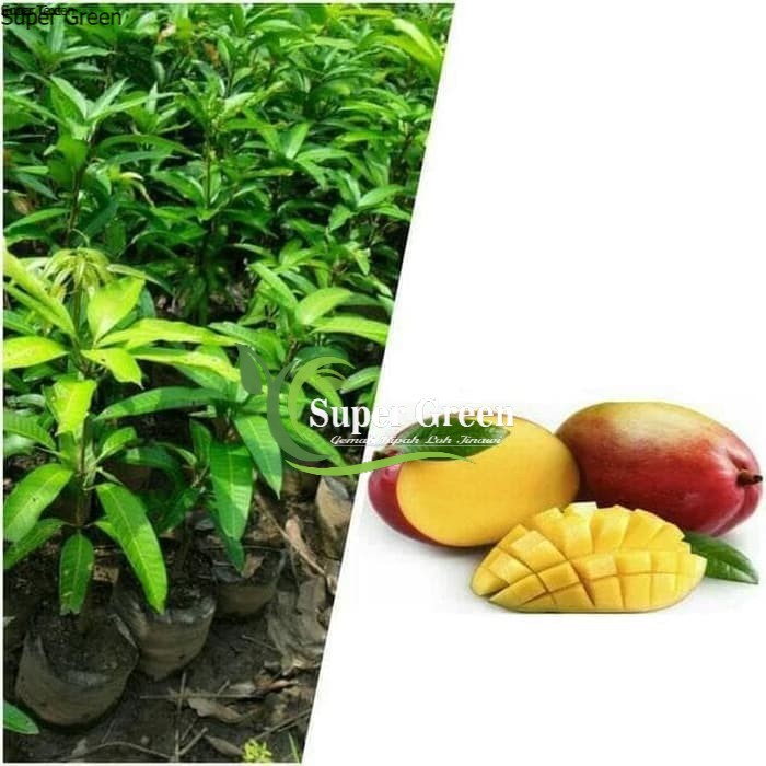 Bibit Mangga Madu Anggur Afrika