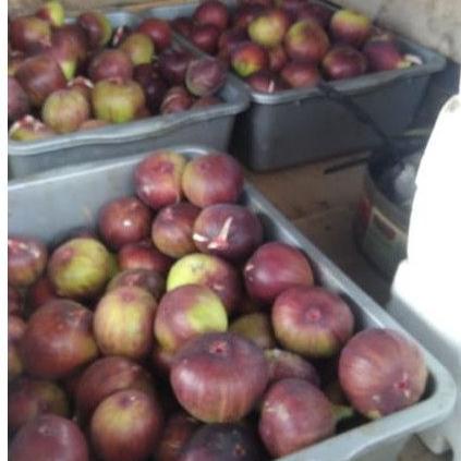 

❂Buruan Beli☆ DCNEY Buah tin Ara yordania fresh Organik 150gr 66 ❂Bestseller