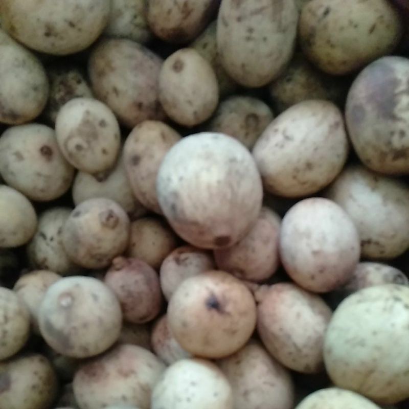 

Buah Duku Dukuh Doko segar manis