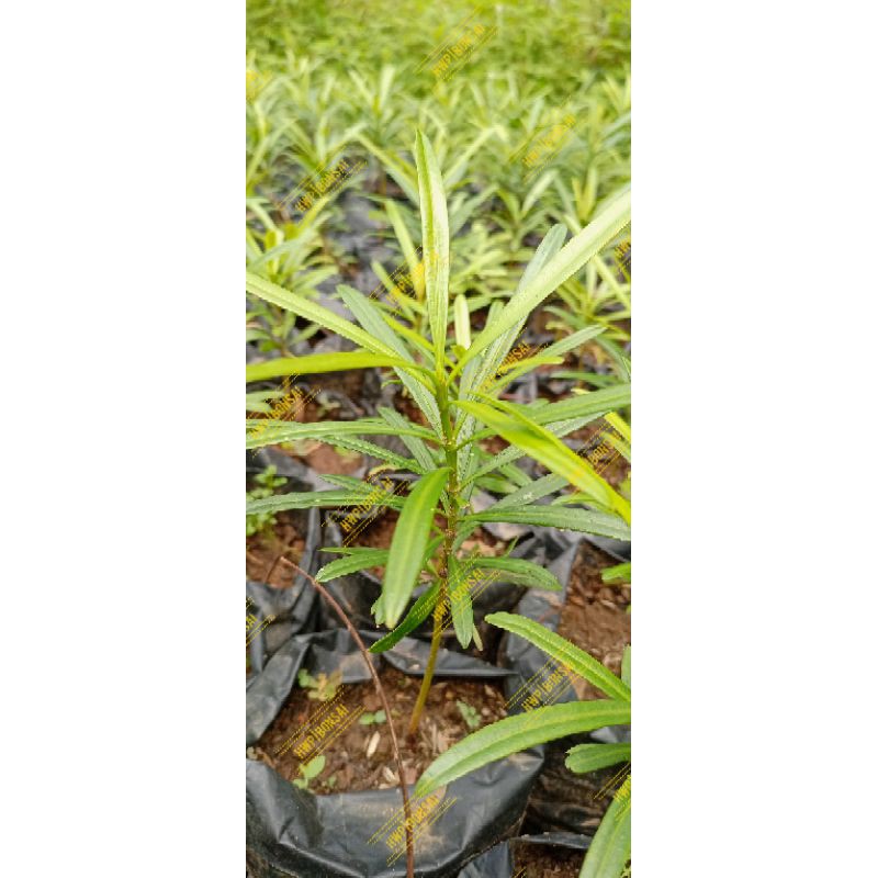 Lohansung Lidah Burung Bahan Bonsai