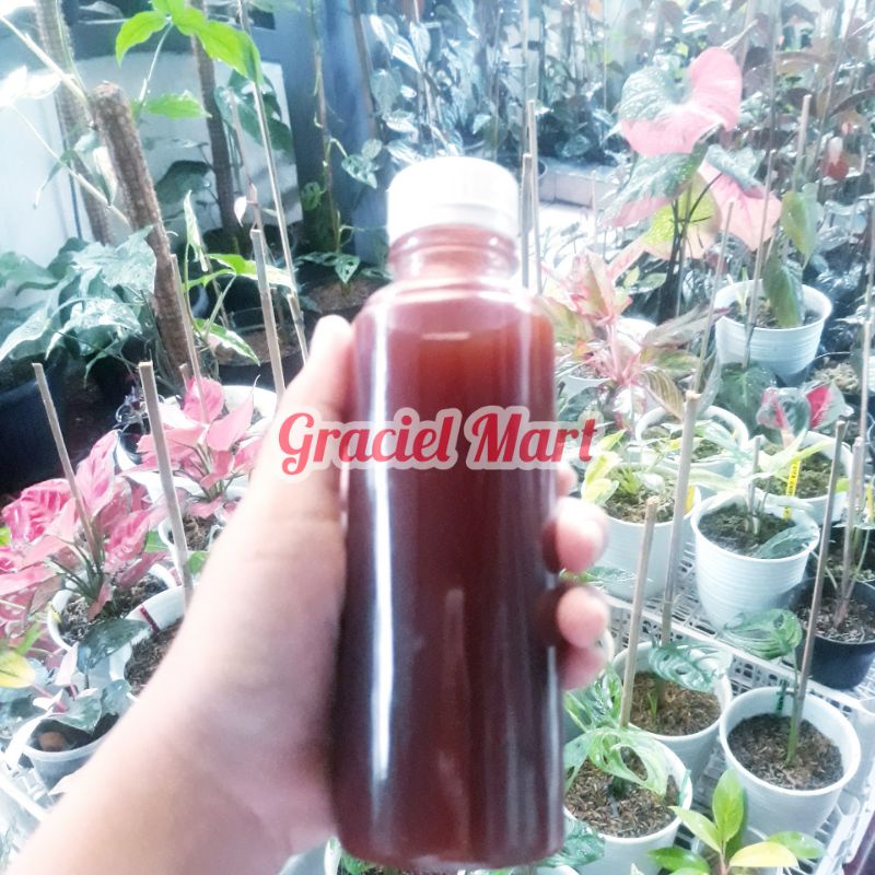 BIANG PSB | PHOTOSINTESIS BAKTERI