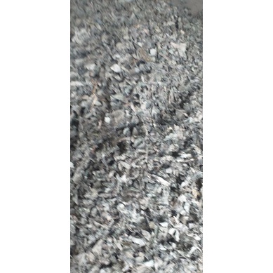 

DAUN PECAH BELING | PECAH BELING | 1 KG | TERMURAH