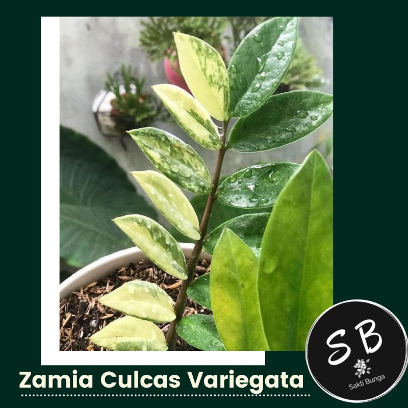 Zamia Culcas Varigata Zamifola ZZ Variegata