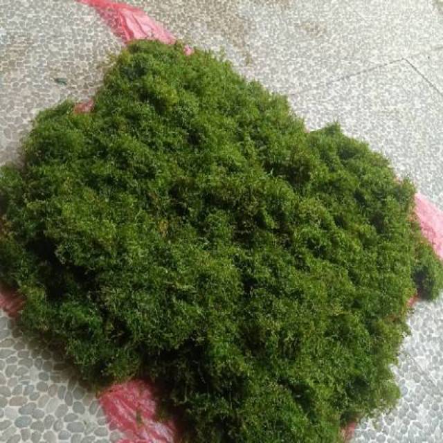 Java moss