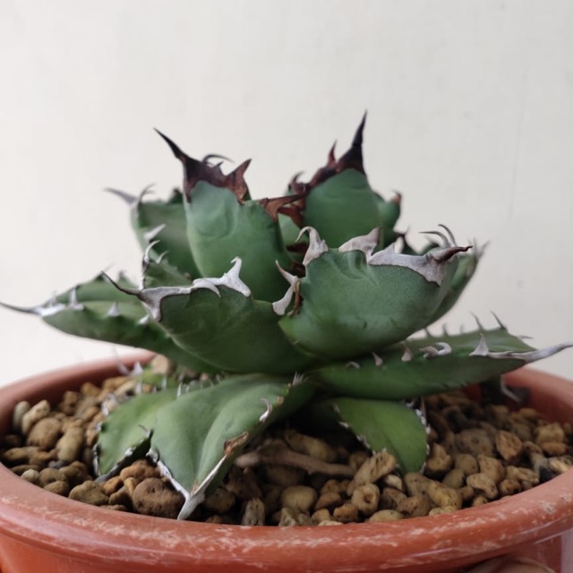 Agave Titanota 'Kyoto'