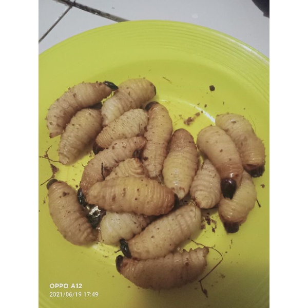 promo ulat sagu hidup 15 ekor umpan pancing