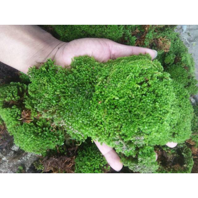lumut hidup/mos hutan/lumut hutan