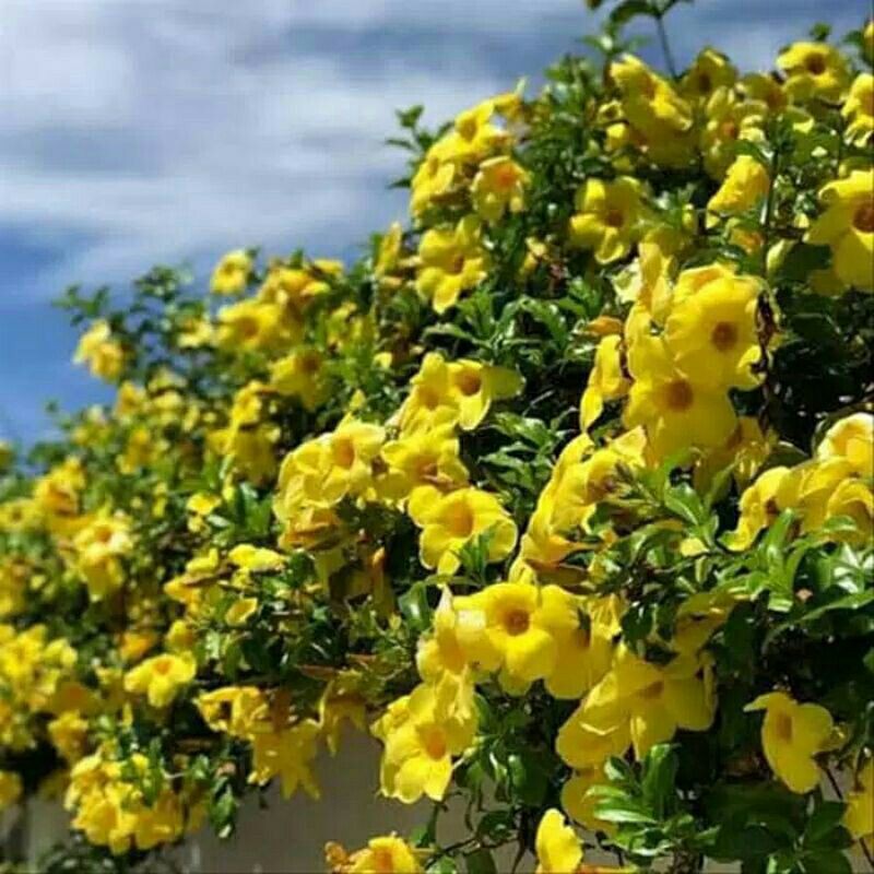 Bibit Tanaman hias bunga rambat alamanda