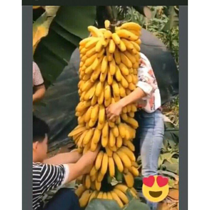 Bibit Tanaman Pisang 1000  Buah / Bibit Tanaman / Kopi