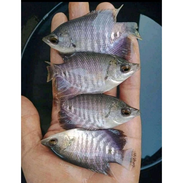 bibit ikan gurame soang