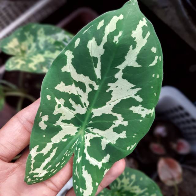 Army Caladium Keladi Kaladi Caladium Import Thailand Talas Lompong Tanaman Hias Bunga Hias Shopee Indonesia