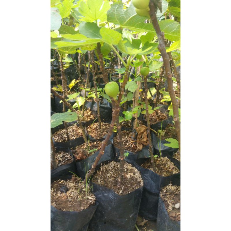 bibit buah unggul bibit tin berbuah