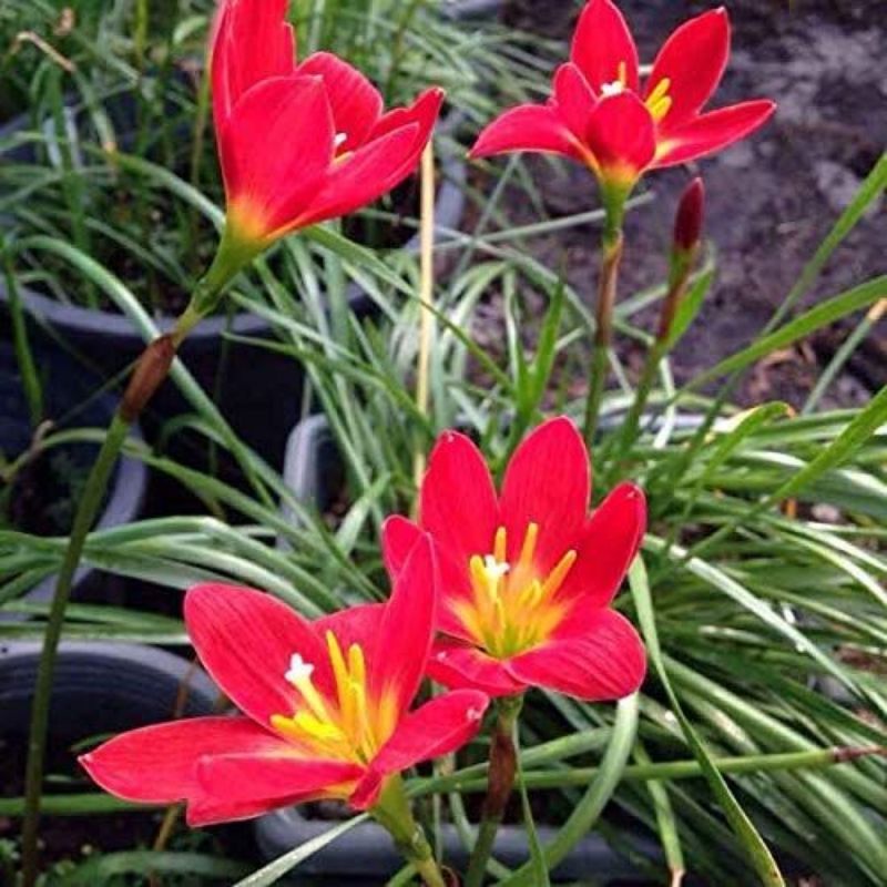 Umbi Bunga Zephyranthes Chinda Rain Lily Merah