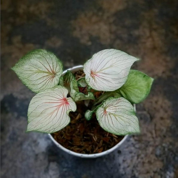 Caladium White Angel 1-3 Daun Tanaman Keladi Hias White Angel Murah Impor Thailand Import bibit BUKA
