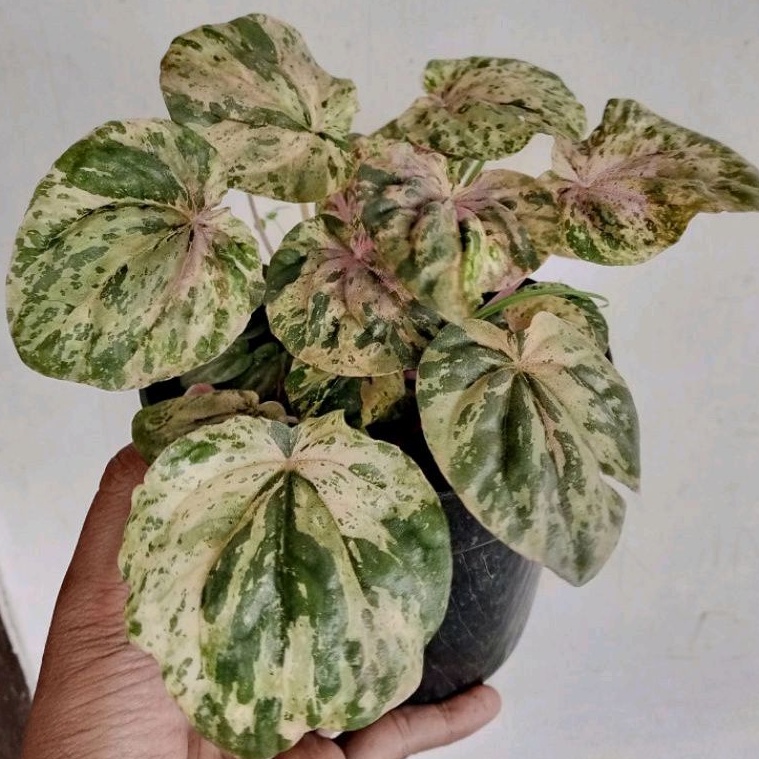 DIARY PETANI - Peperomia Caperata Varigata