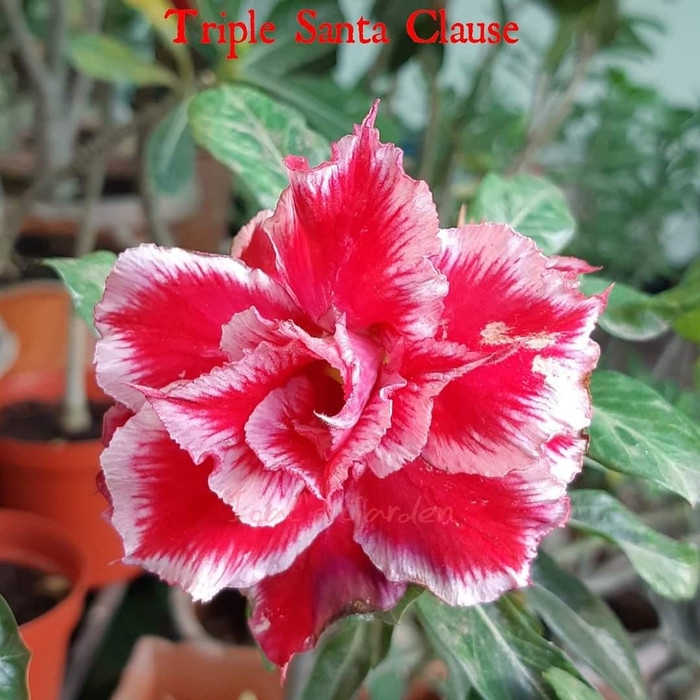 NEW Tanaman Hias Bunga  Adenium Tumpuk Kamboja Jepang id 