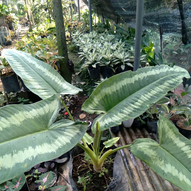 Homalomena Andromeda / keladi Andromeda / tanaman hias Andromeda