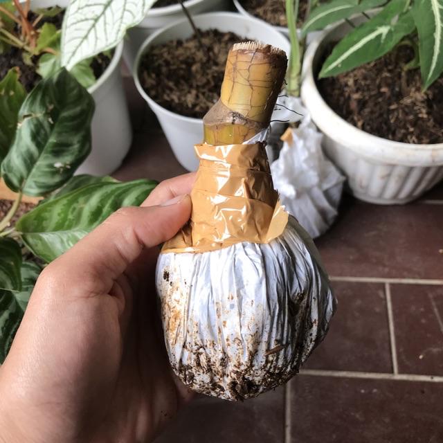 Sale ❗❗ Bibit Sirih Gading Jumbo