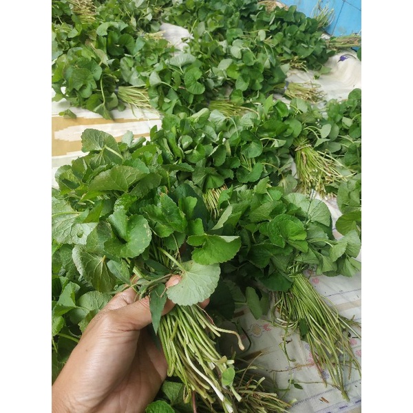 

DAUN PEGAGAN HERBAL 5 IKAT + BONUS / DAUN PEGAGAN HERBAL