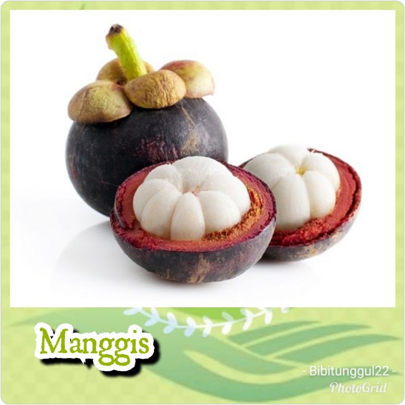 BIBIT BUAH MANGGIS (SIAP COD)