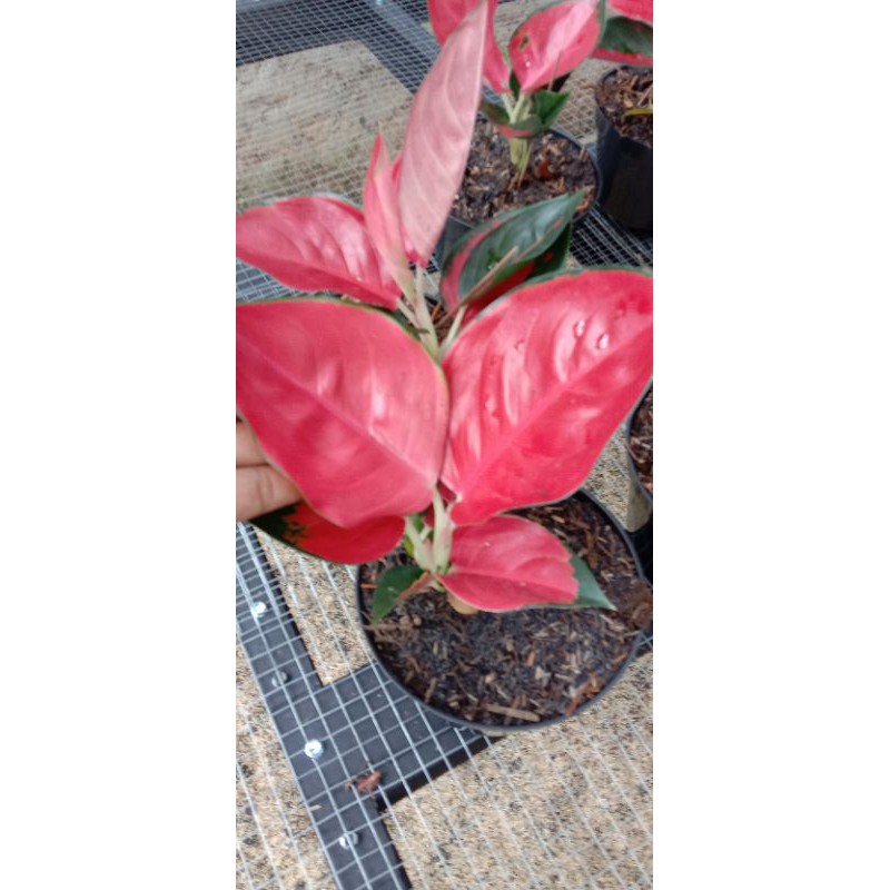 AGLONEMA SUKSOM SUPER SPECIAL