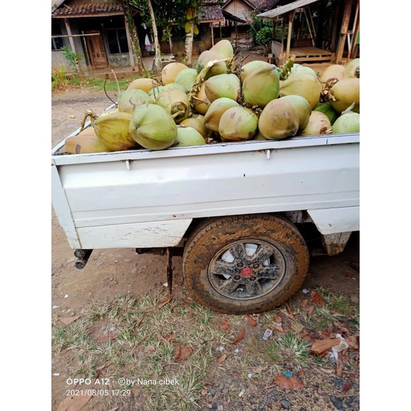 

kelapamuda