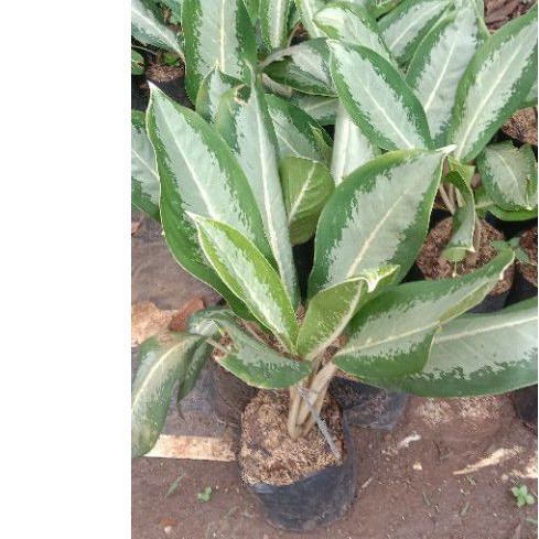 tanaman hias aglonema blanceng susu / aglonema blanceng susu