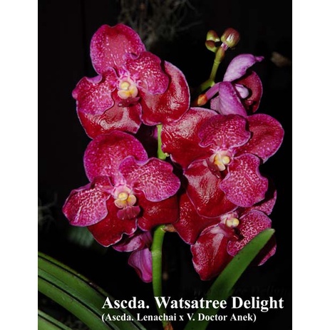 [ DEWASA ] Vanda Watsatree Delight (  Vanda Lenachai × Vanda Doctor Anek )
