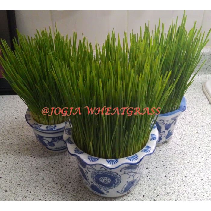 

Biji Gandum atau rumput gandum dan bibit Wheatgrass grosir