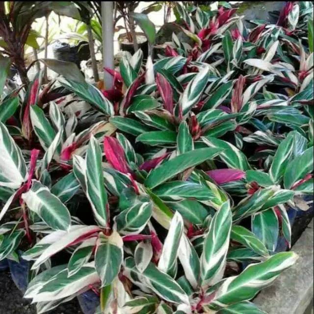  MERANTI  BALI  calathea  triostar multicolor meranti  bali  