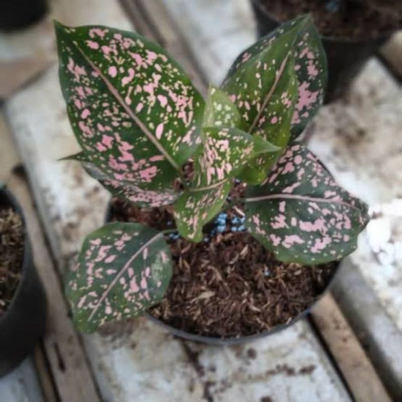 murah tanaman hias aglonema pink dalmation remaja