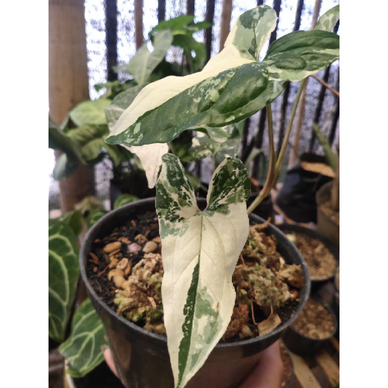 syngonium french marble