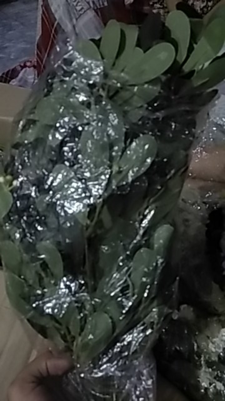 Daun Culam 5 Cabang Daun Artificial Dekorasi