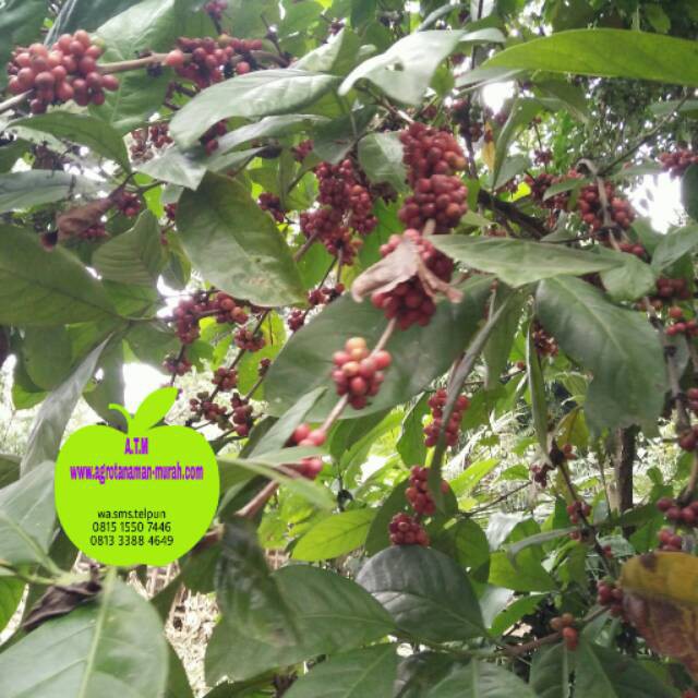 BIBIT KOPI ROBUSTA