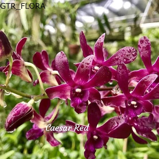 anggrek dendrobium caesar red siap bunga