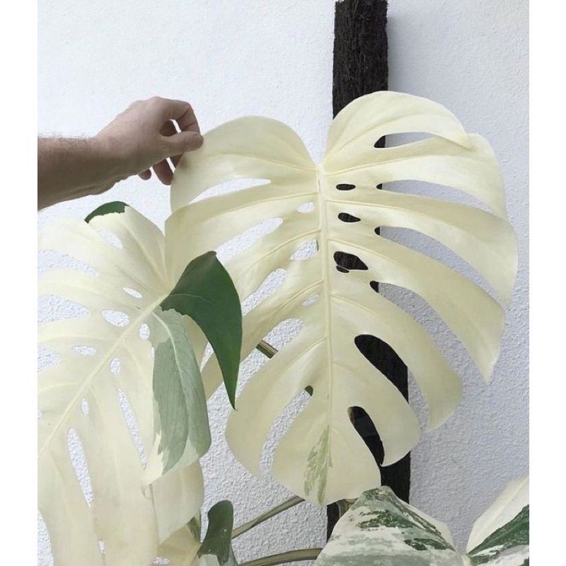 bonggol monstera albino varigata PUTIH