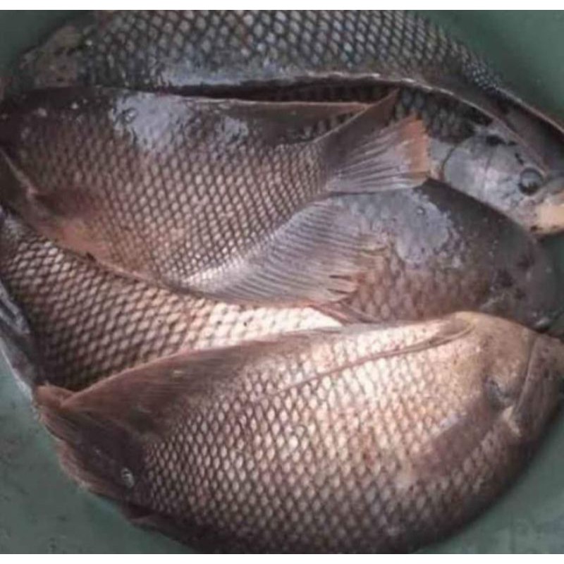 Ikan Gurami Segar 1 kg