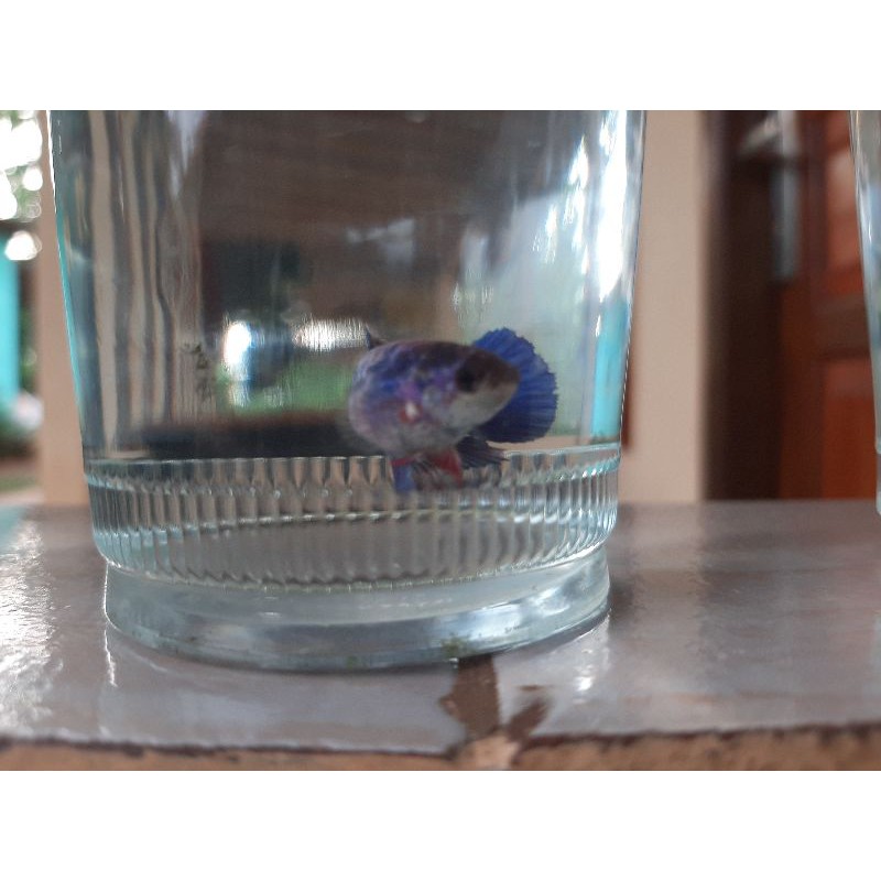 ikan hias basgelan avatar/ikan cupang avatar