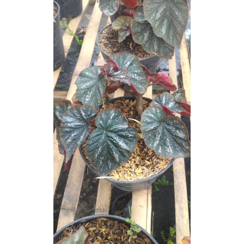 Begonia Silver Dan Jenis Begonia Lain Nya Shopee Indonesia