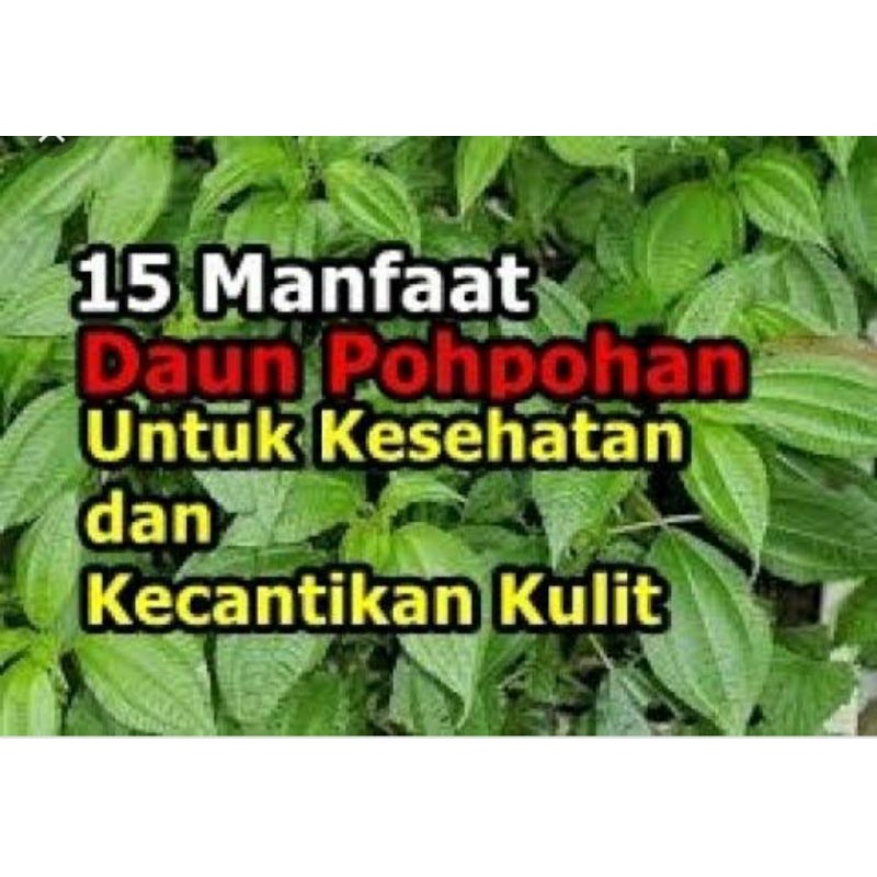 

PROMO Daun pohpohan muda pucuk ASLI ALAM SEGAR DAN MASIH FRESS / 500 GRAM
