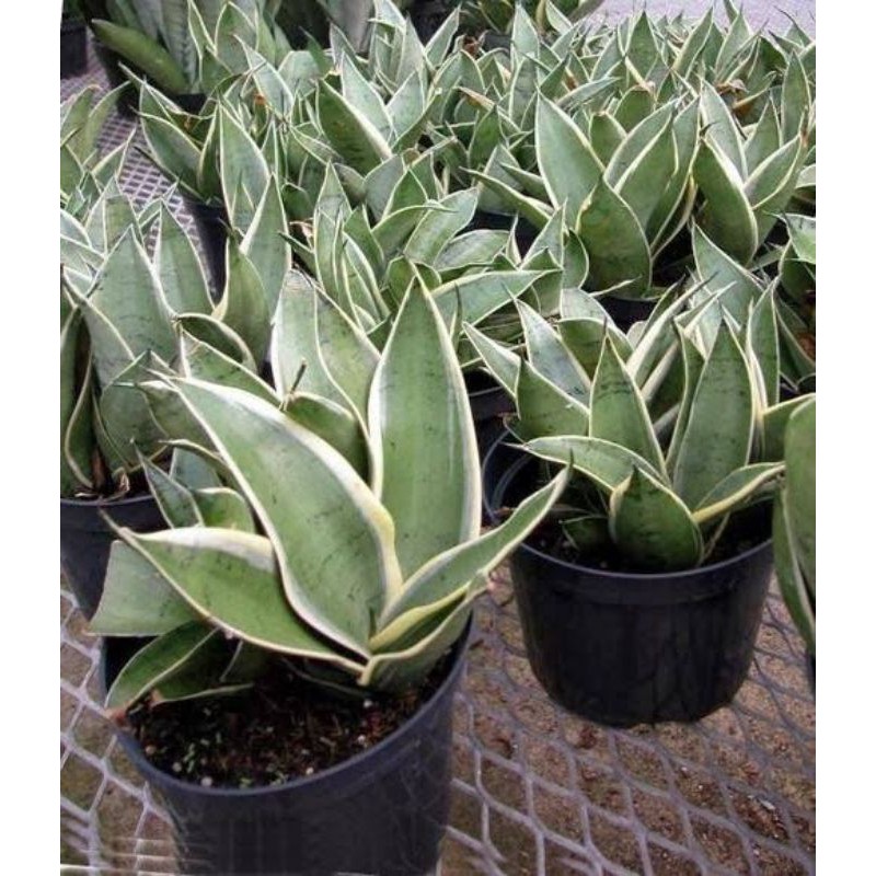 Sansivera Silver hahni marginata/SansiveraStarlight - sansiviera - sansivera pagoda - sansivera mini