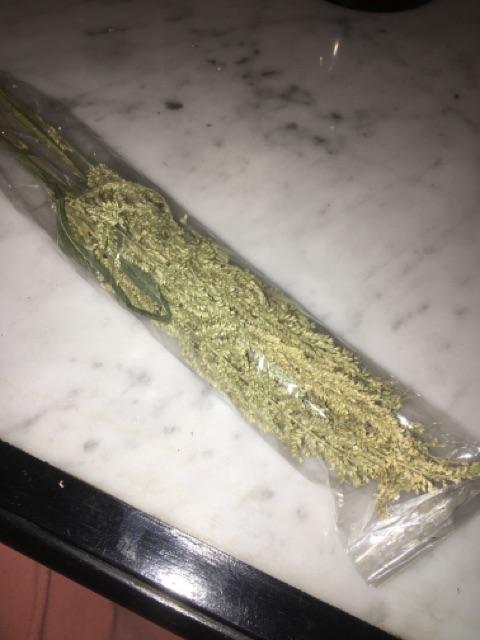 Rumput Bluegrass / Rumput Kering