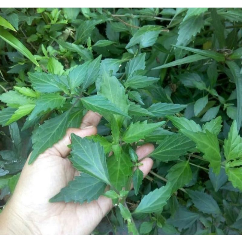 

Daun Kumis Kucing Segar 1kg Terbaru