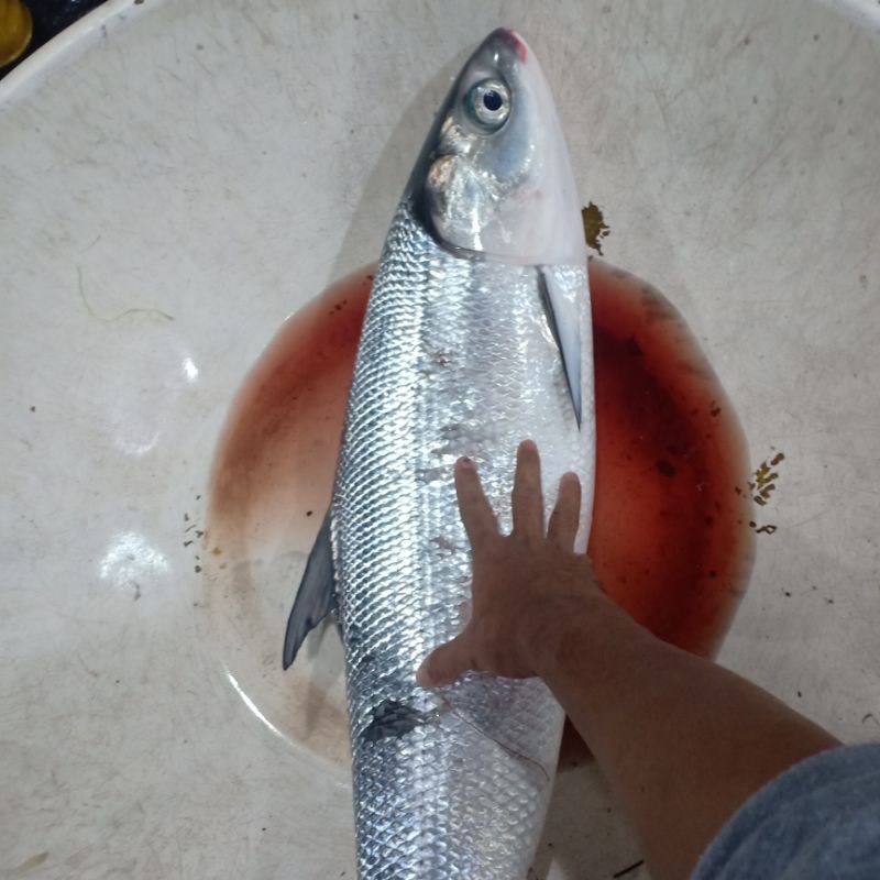 

IKAN BANDENG JUMBO 1 EKOR 3KG