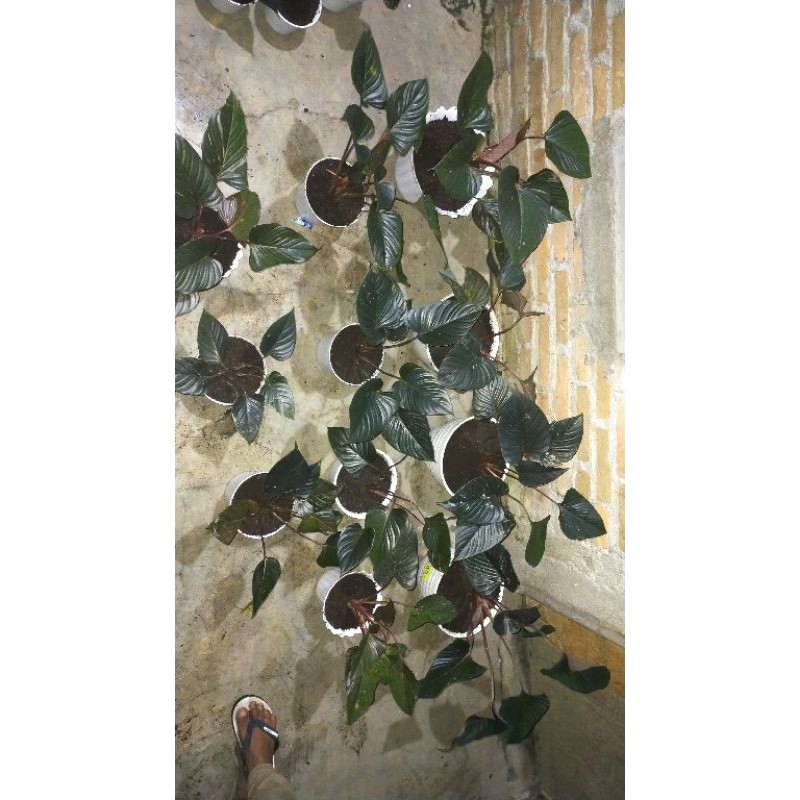 hemalomena black sp kalimantan