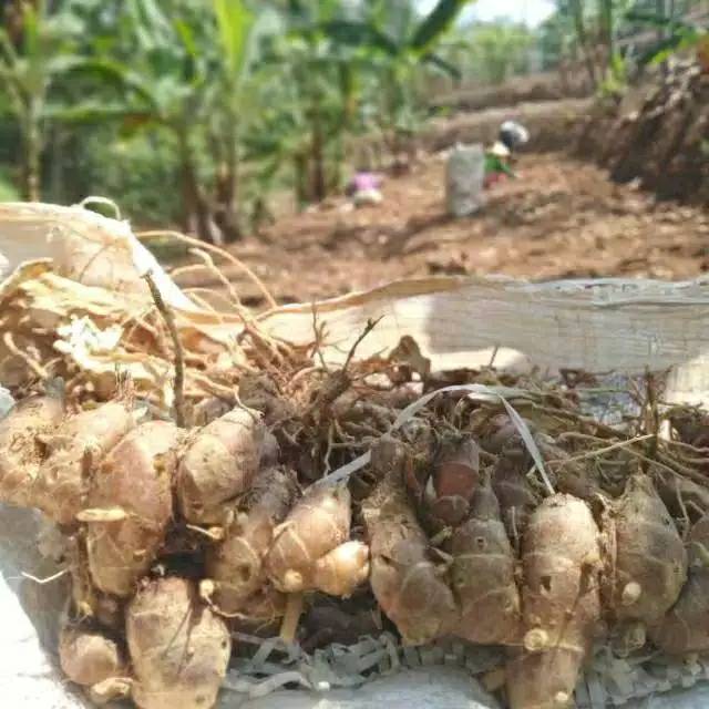 

Kencur hasil pertanian 250 gram