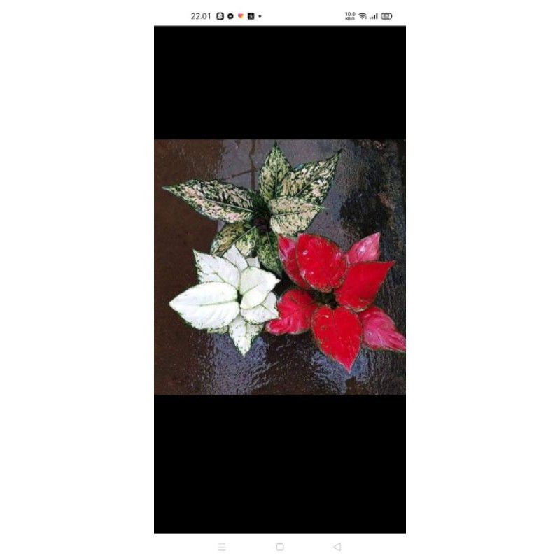 Aglonema Red anjamani tanaman hias daun daun merah